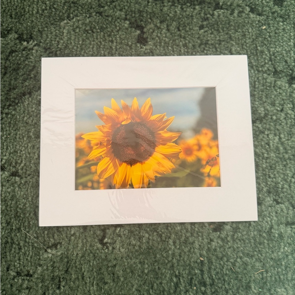 Vibrant Sunflower Print with White Border